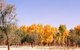 China: Autumn colours near Khotan, Xinjiang Provice